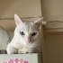 Pamuk