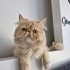 Pamuk