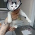 Kedi