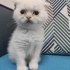 Boncuk