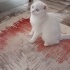 PAMUK