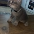 Duman