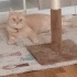 Oscar