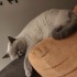 Caky