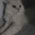 Bulut