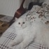 Bulut