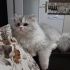 Duman