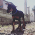 Ares