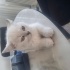 Maviş