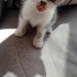 Nini