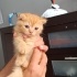Bal