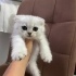 pamuk