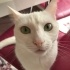 Pamuk