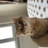 Sezar