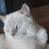 Boncuk