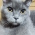 Duman