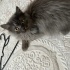 Fioana