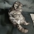 Whiskas