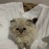 kokoş