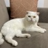 Sütlaç