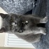 Misha