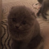 Duman