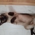 pendi
