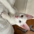 pamuk