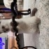 Kaymak