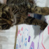 Duman