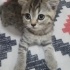 Poncik