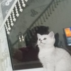 BULUT