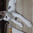 Pamuk