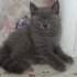 Kaju