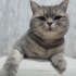 Duman