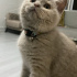 Dilber