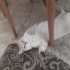 Pamuk