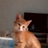 Nisan