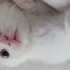 Kaymak