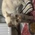 PAMUK