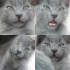 duman