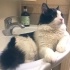 Loki