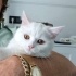 Pamuk