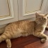 Hunter