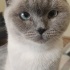 Molly