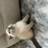 British shorthair ya...