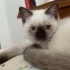 Kaju