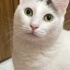 Kami