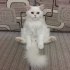 Pamuk
