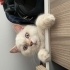 Mavi